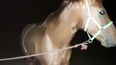 香港马会新马季期号揭幕，专家质合分析前区十码推荐